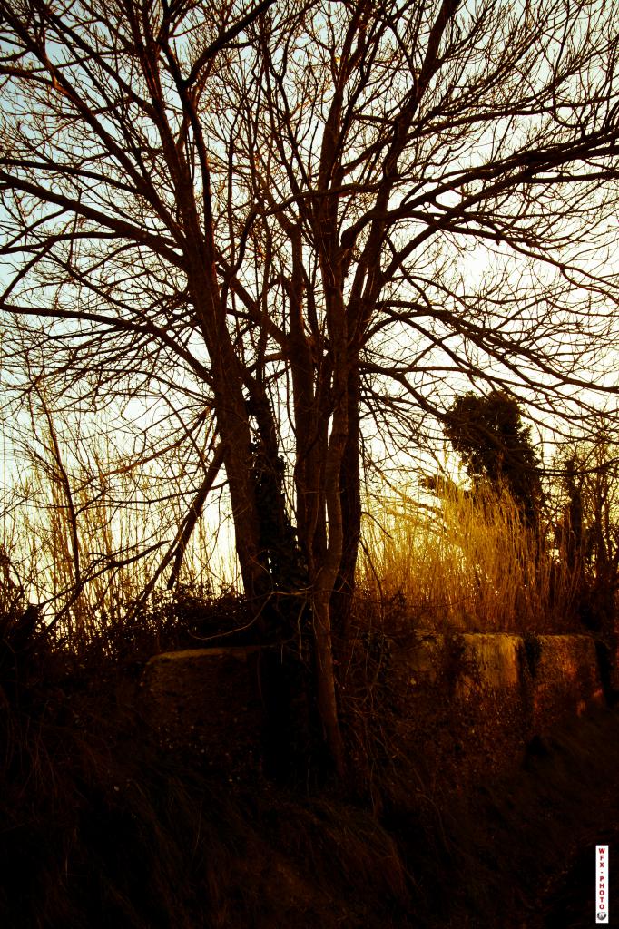 Nature morte-10