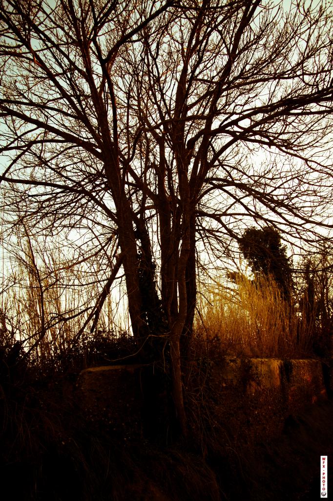 Nature morte-11