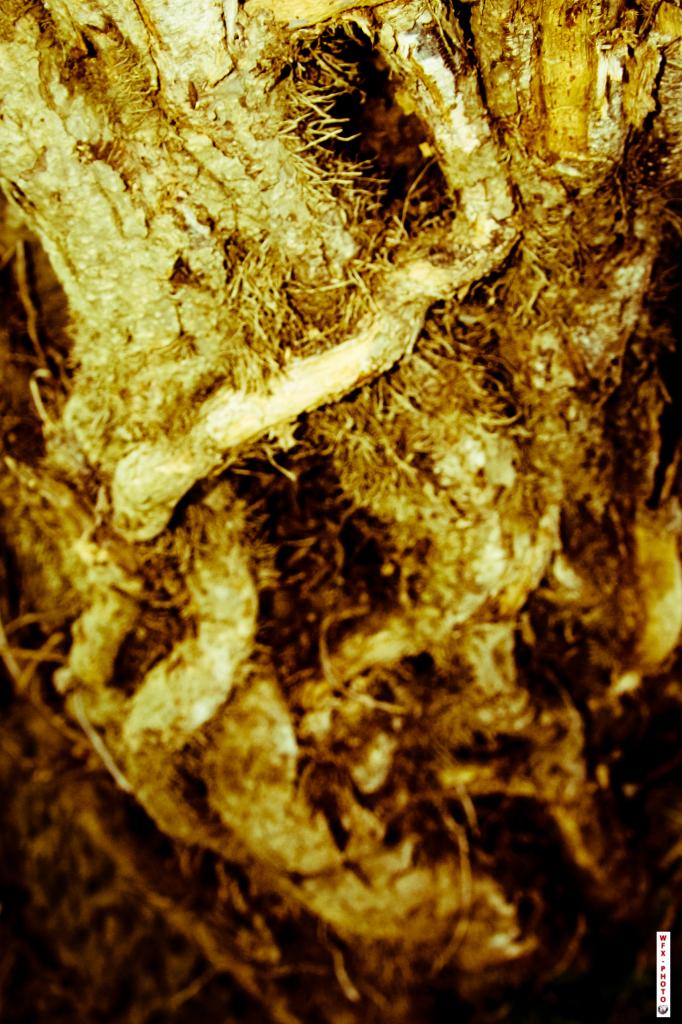 Nature morte-12