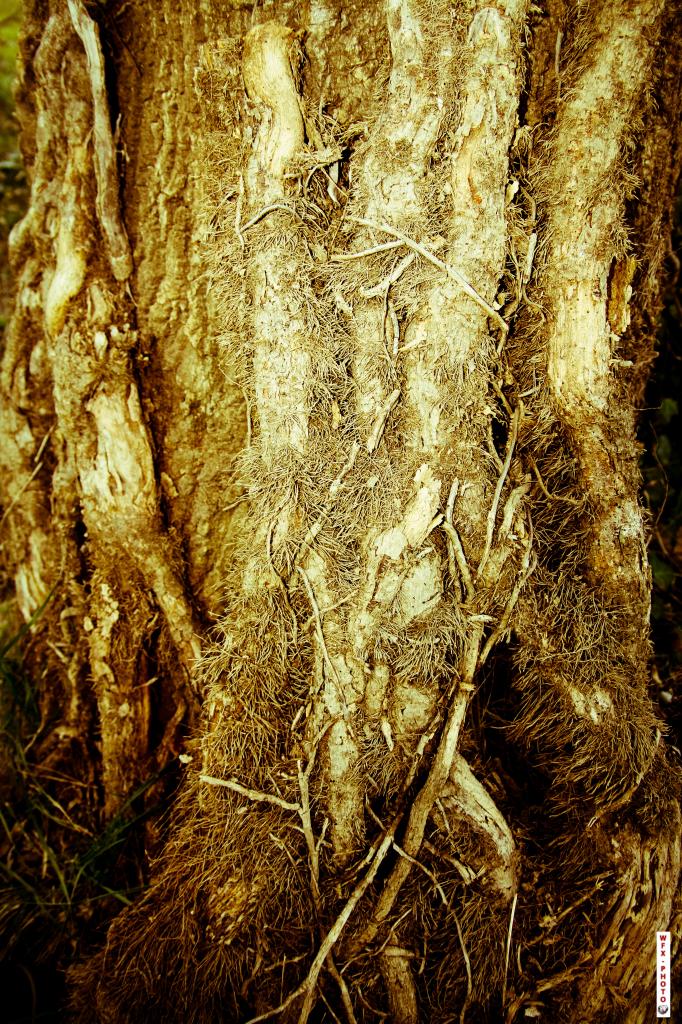 Nature morte-13
