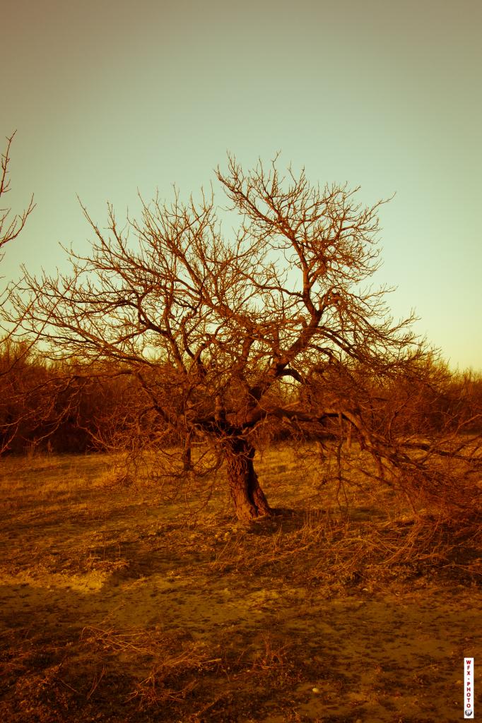 Nature morte-19