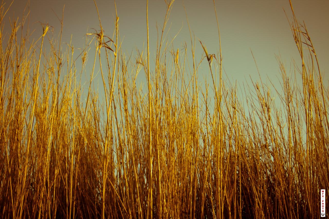 Nature morte-2