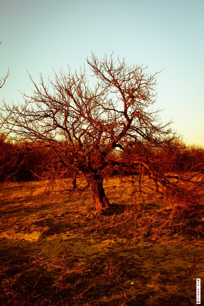 Nature morte-20