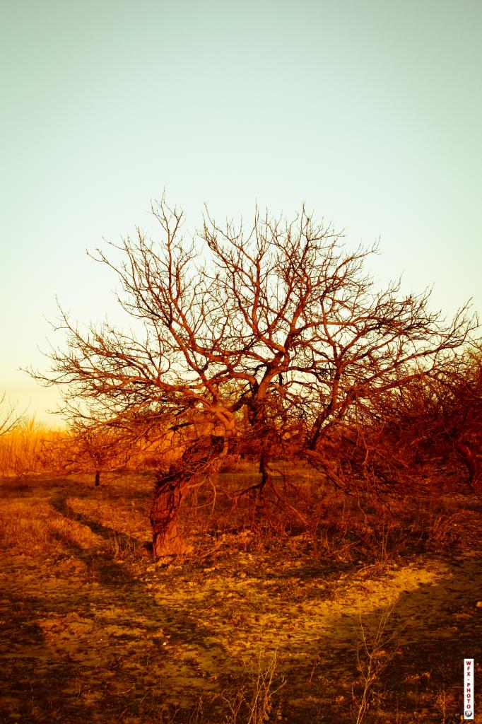 Nature morte-21