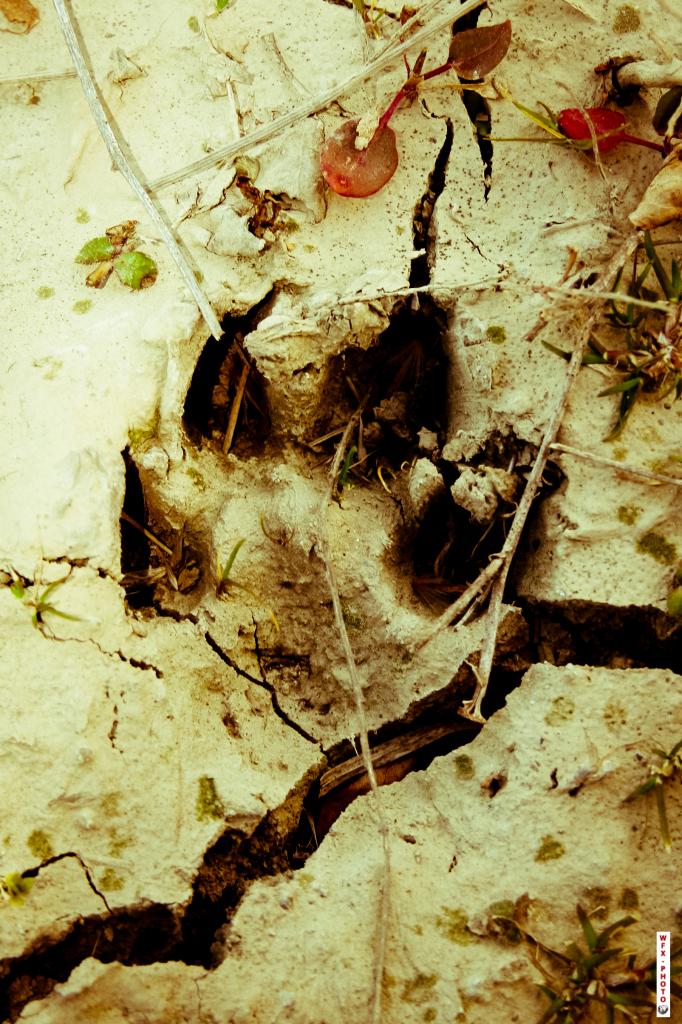 Nature morte-24
