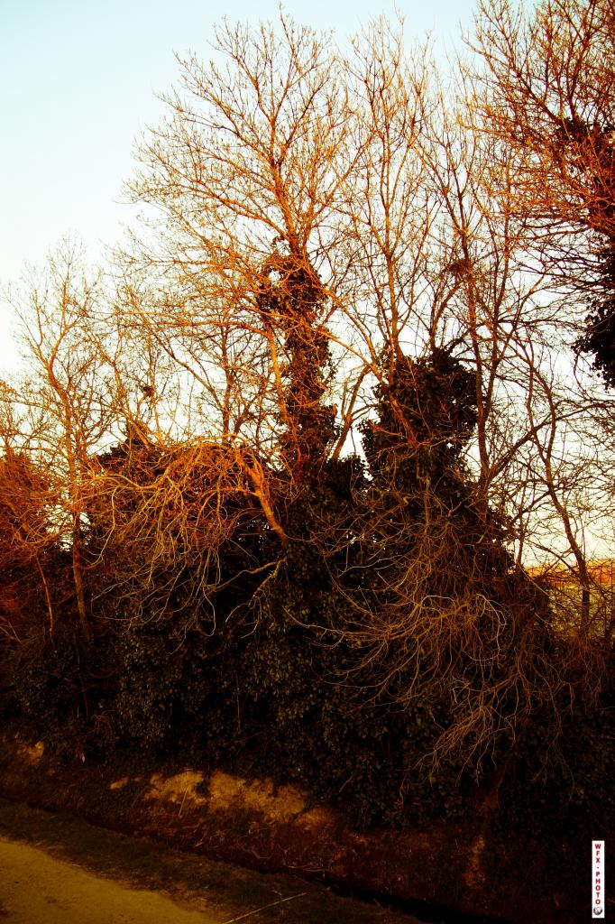 Nature morte-25