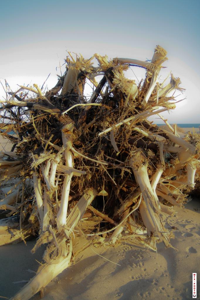 Nature morte-28