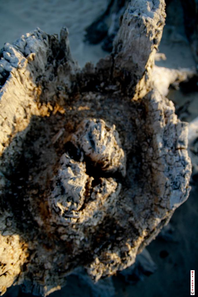 Nature morte-31