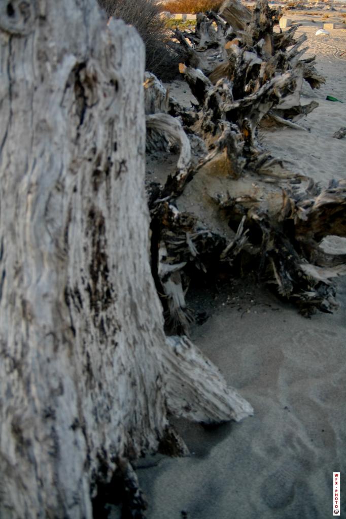 Nature morte-32