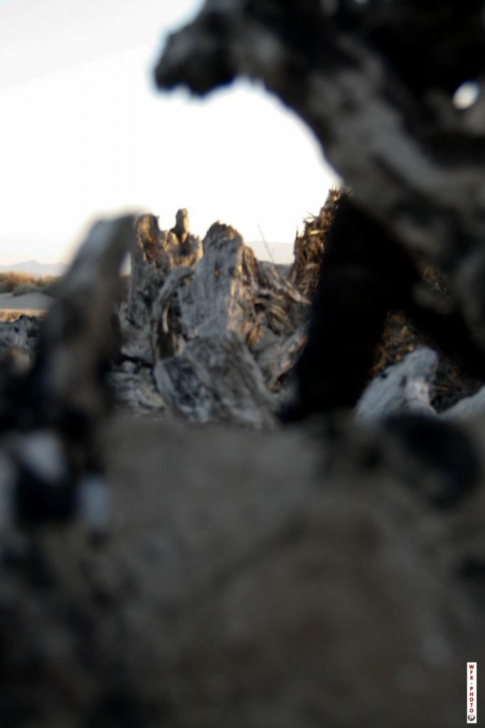 Nature morte-33