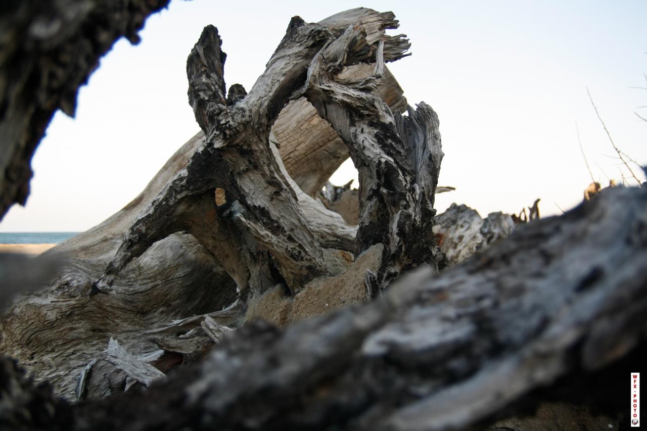 Nature morte-36