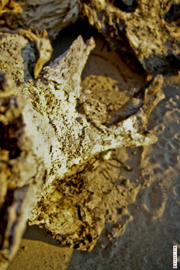 Nature morte-38