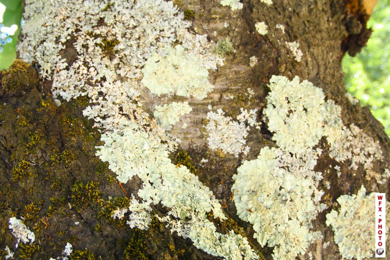 Nature morte-45