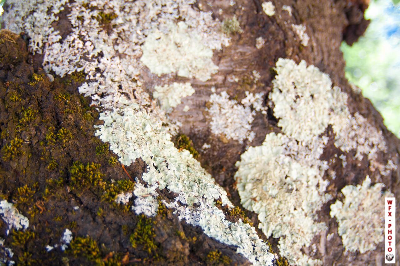 Nature morte-46