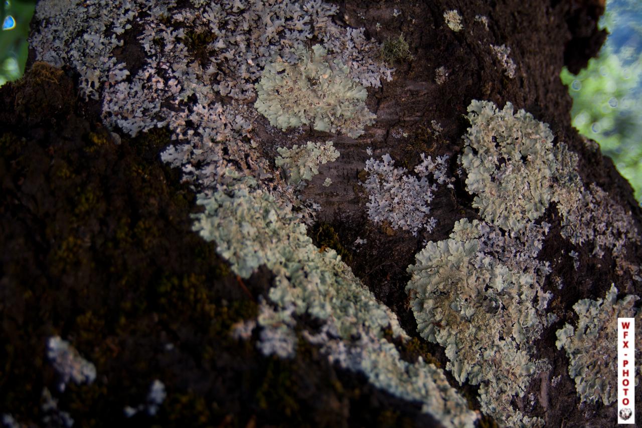 Nature morte-47