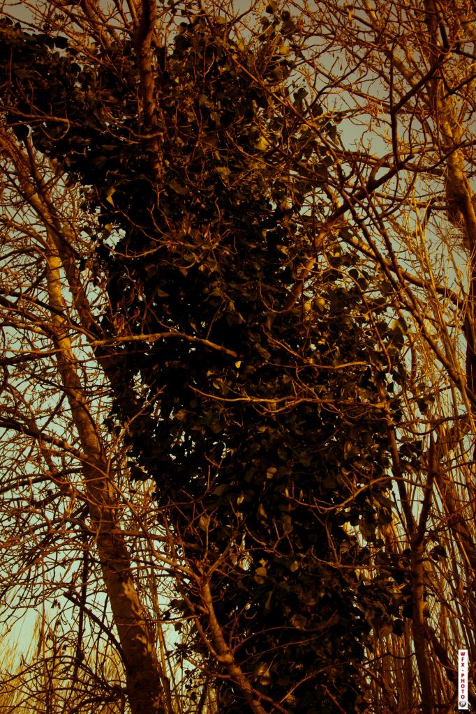 Nature morte-6