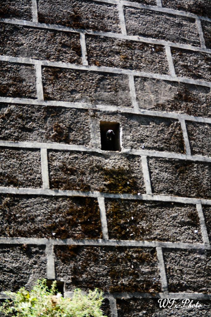 Urbain (133)
